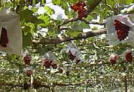 �u�h�E���̗l�q