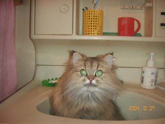 ���r�[�ł�