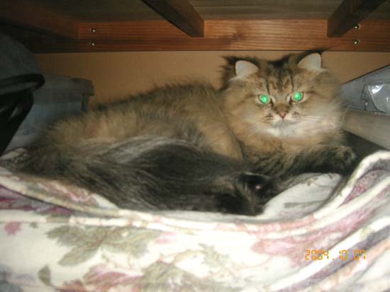 �o�����ł�