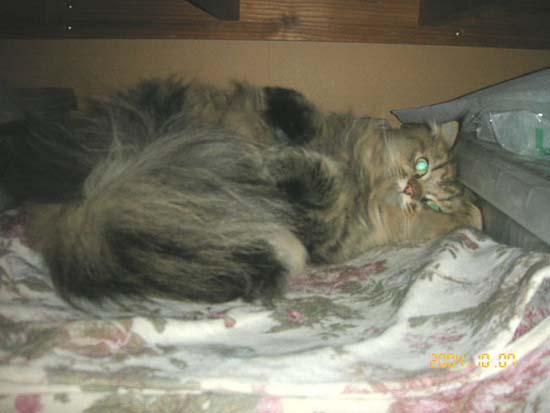 �ꉞ�Â��Ă�