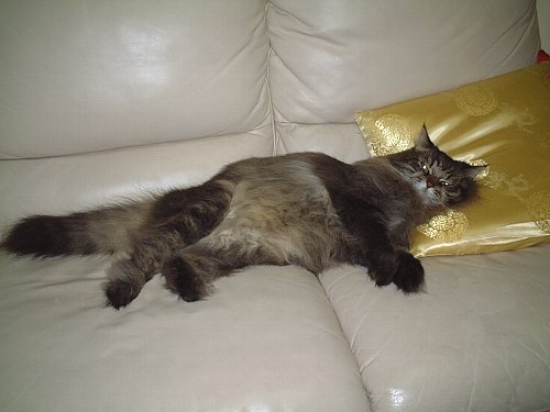 ブサイクで文句あっか?