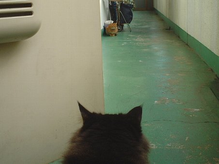 ���ߍ���