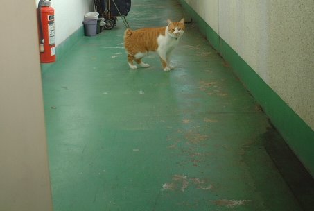 �䂸�͏�����