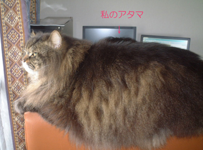 またゲームしてるよ・・・