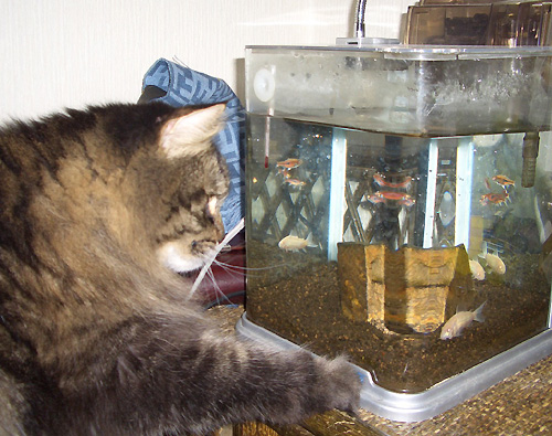 ちょっかいを出してるらしい