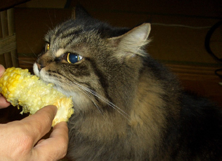 とうきび好きなの