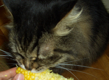 とうきび好きなの