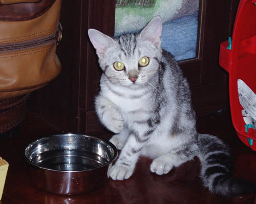 カメラ目線のラピちゃん