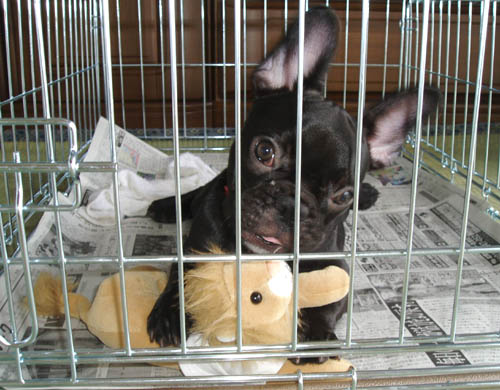 こっちがくーちゃん