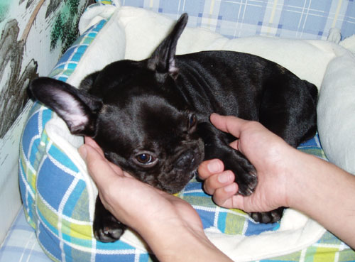 甥っ子クンの膝でくつろいでるよ