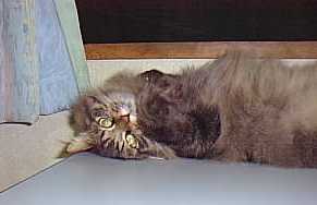 この高さが一番風が来るのだ