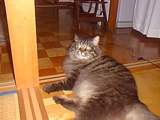 次は負けないぞ