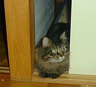 カミナリは嫌い