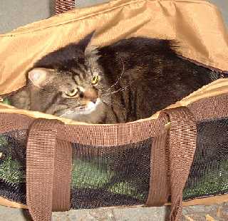 �����͉����H