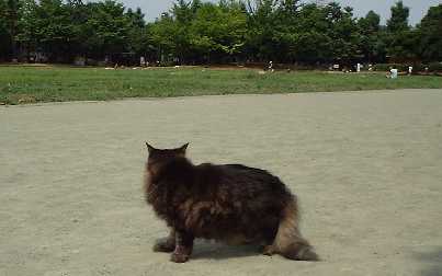 �{�N�͂ǂ�����Ⴂ���̂�