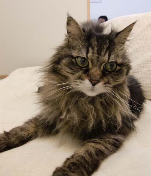 この顔が好きです