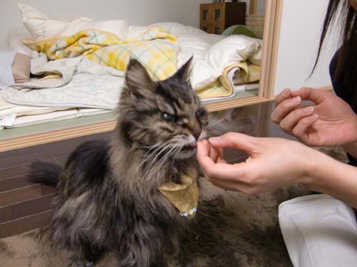 ホタテ、美味しかったかな？