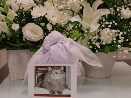 白い花に囲まれてます