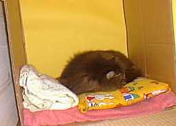 ����ƐÂ��ɂȂ�����