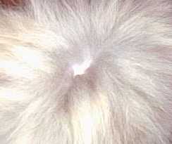 これがゆずのへそ