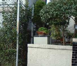 ゆずがいた垣根