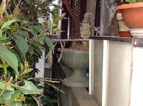 ゆずがいた垣根