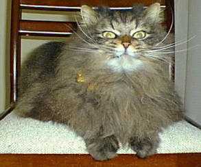 ぼくは王様ゆず！という偉そうな写真。ここは「ゆず」猫のホームページです。