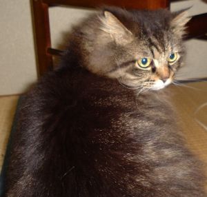 迷惑かけてるなんて思ってないよ