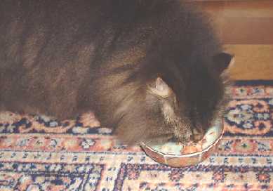 まぐろの缶詰もらったよ