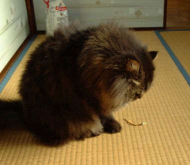 これがねじりっこ