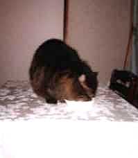 ニンニクの入った水を飲むゆず