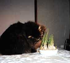 ニンニクの芽、育ったでしょ？