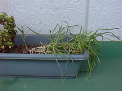 しなびたニンニクの葉