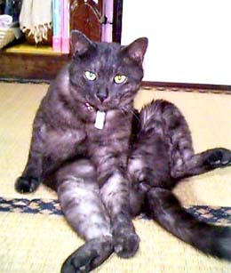 ���ꂼ������