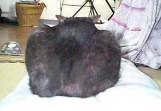 �j���W��