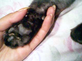 �ɂႶ�̓���