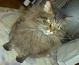 ムッとするゆず