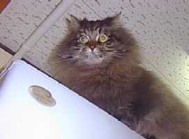 見て！冷蔵庫の上にゆずが