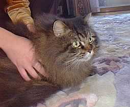 �l�q���f���䂸