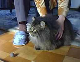 �l�q���f���䂸