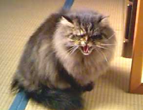 �䂸�̃V���[