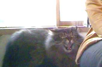 ����ł��������V���[�I