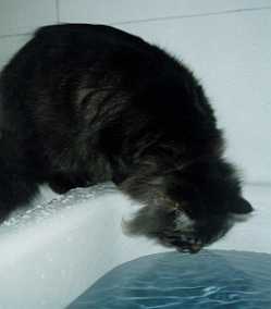 普段はお風呂場が好きなの