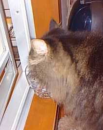 ゆずが水を飲んでいるところ