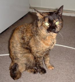 �Ⴂ�ł���H