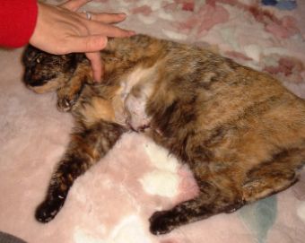 �K���̗l�q