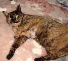 �K���̗l�q