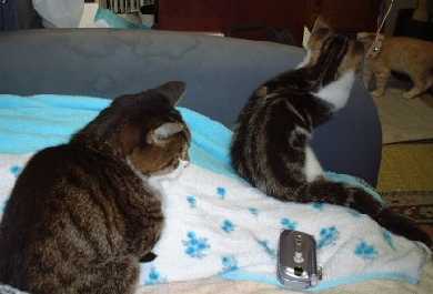 �ɂア�ƃW��