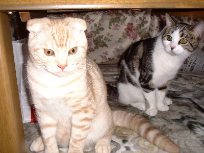 ���C���W��