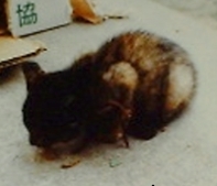 ���ѐH�ׂ��Ƃ���